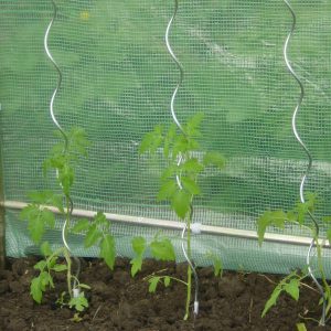 tomatenspiralen