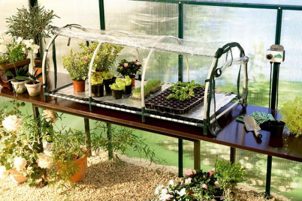 Jumbo propagator Biogreen