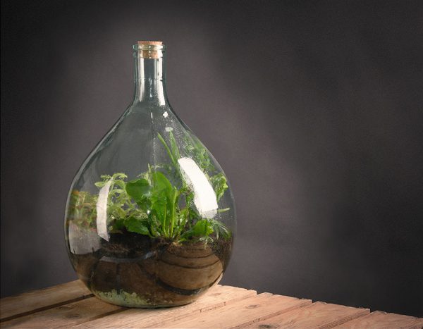 DIY plant terrarium Esschert Design